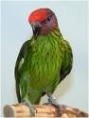 /album/lori%20fialovolici%20-%20goldie%c2%b4s%20lorikeet/lori-fialovolici-1-jpg/
